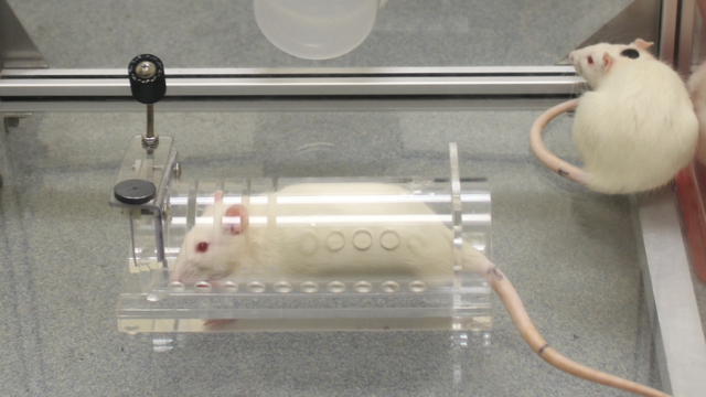 Does incurring a cost influence helping behavior in rats? | Experiment