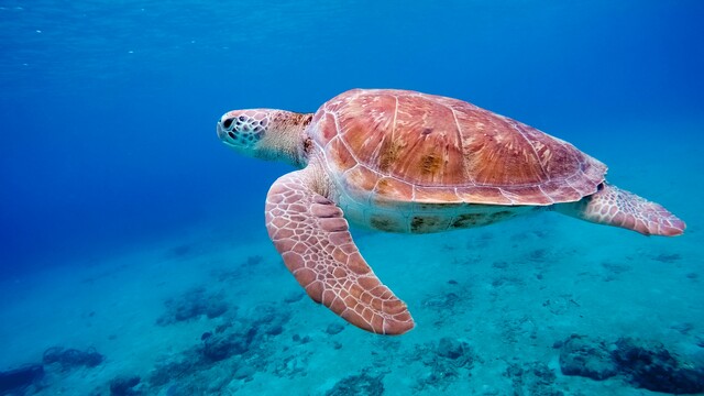 Using citizen science to gather data to inform sea turtle conservation ...