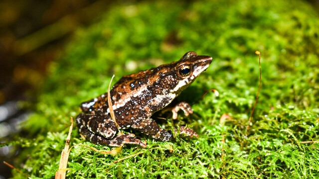 Can eDNA track lost Harlequin toads in the Colombian Andes and assist ...