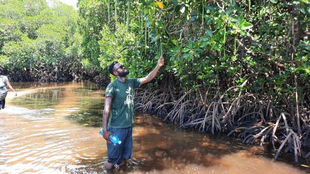 field experiment mangroves