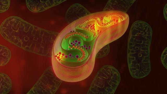 Finding a Cure for Mitochondrial DNA Diseases through COX2 Variations ...