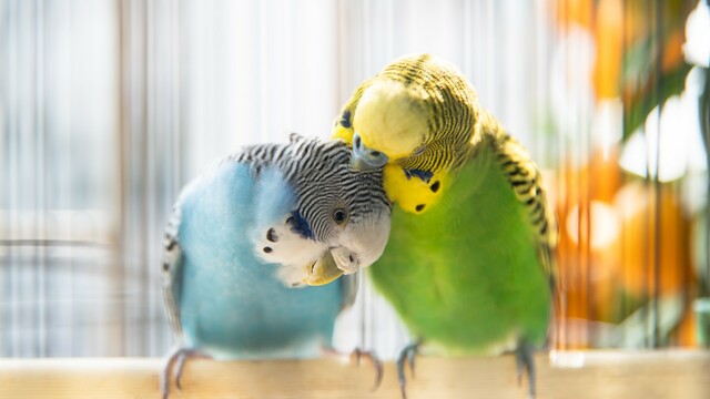 Can we decipher vocalizations of parrots in a complex social network ...