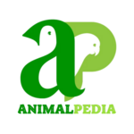 Animal Pedia