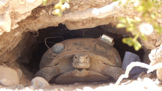 Ticks And Tick-borne Pathogens Of The Mojave Desert Tortoise | Experiment