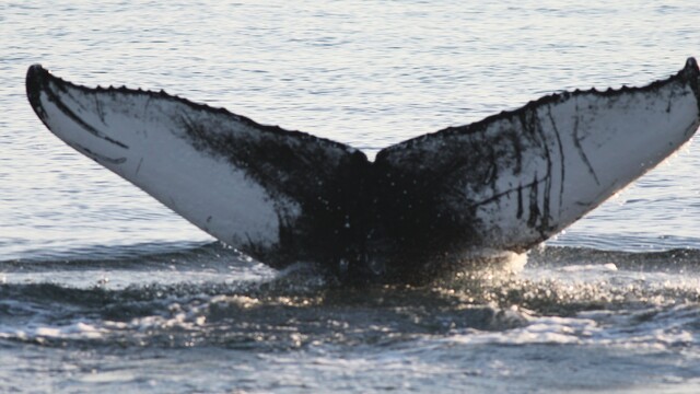 How do heavy metals contribute to aging in Gulf of Maine humpback