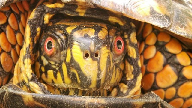 How does the environment impact herpes virus in box turtles? | Experiment