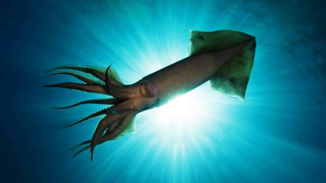 The Red Devil squid: Oxygen deprived, and under pressure | Experiment