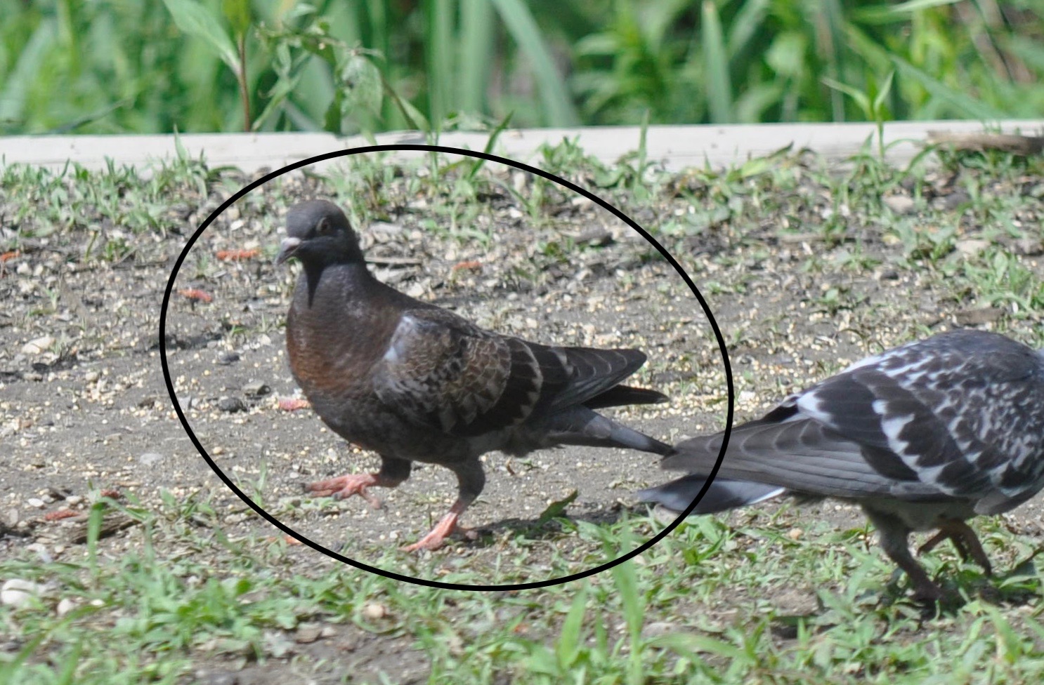 golden checkered pigeon