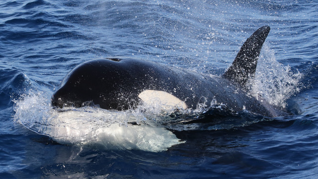 Estimating the population size of Australian killer whales using ...