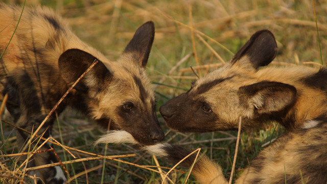 how-does-human-behavior-affect-endangered-african-painted-dog-behavior