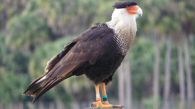 Where do all the caracaras that winter in central Arizona go during ...