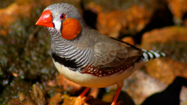 Does mitochondria function control pigmentation in male Zebra Finches ...